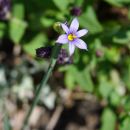 Sisyrinchium campestre Prairie Blue-eyed-grass