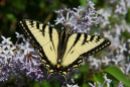 Canadian_Tiger_Swallowtail by dfaulder